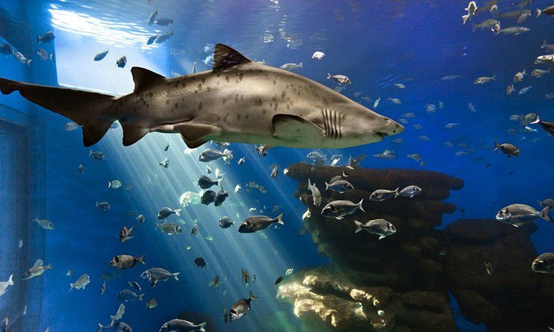 Океанариум Palma Aquarium