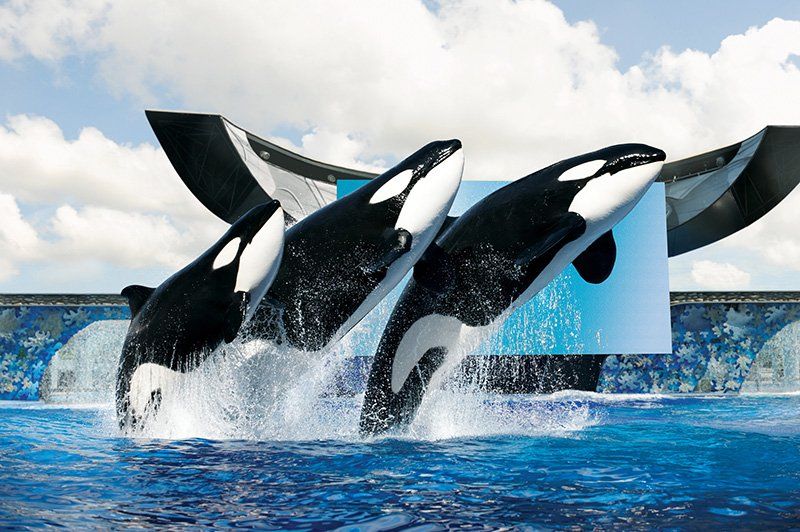 Океанариум SeaWorld