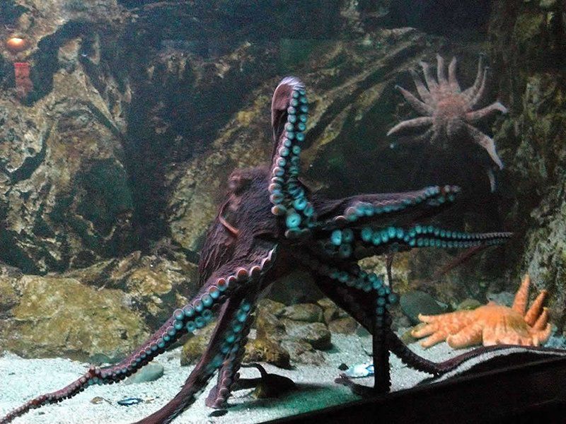 Морской аквариум в Гдыне