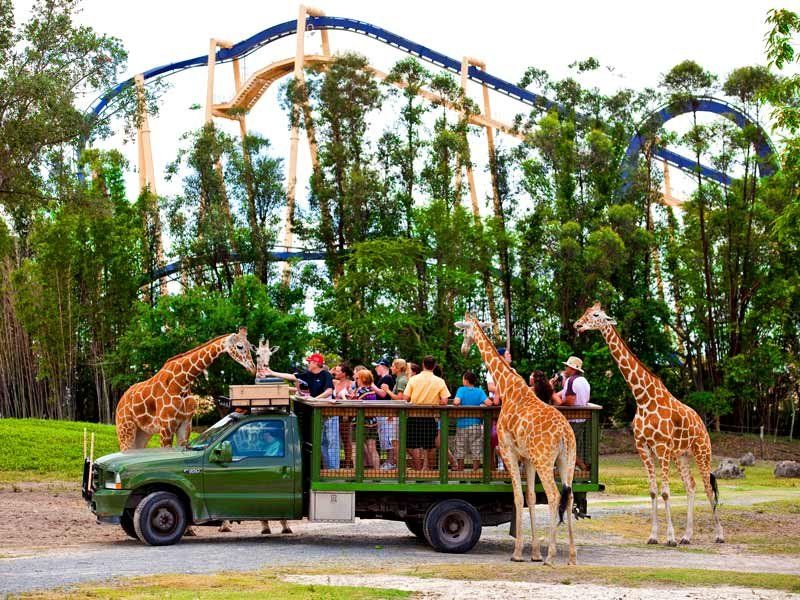 Тематический парк Busch Gardens Tampa