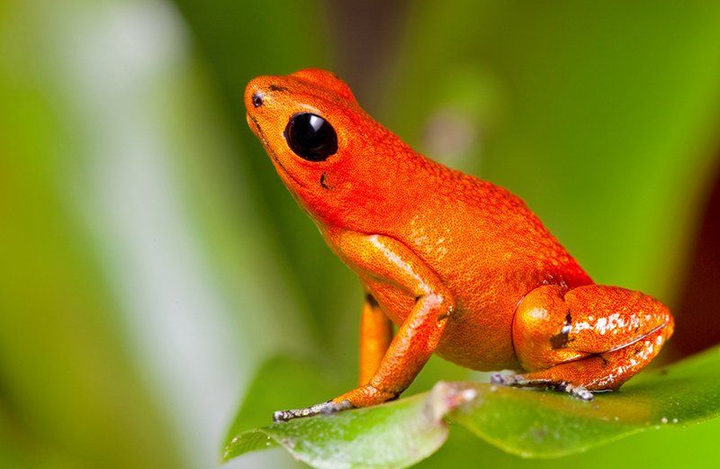 Парк приключений Veragua Rainforest
