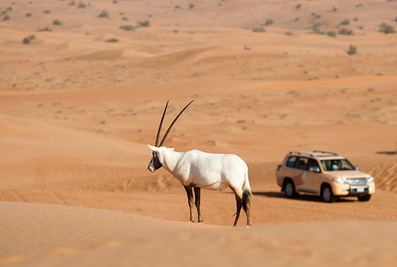 DubaiSafari — Дубаи, ОАЭ
