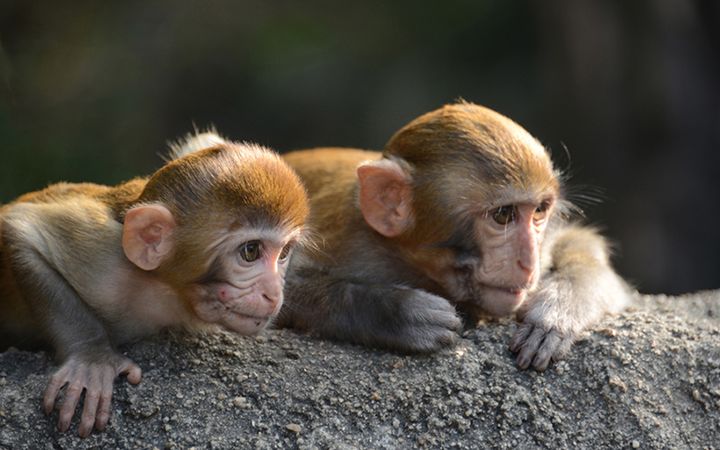 NanwanMonkeyIsland — Санья, Китай