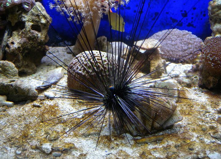 Aquarium — Нумеа, Нов. Каледония
