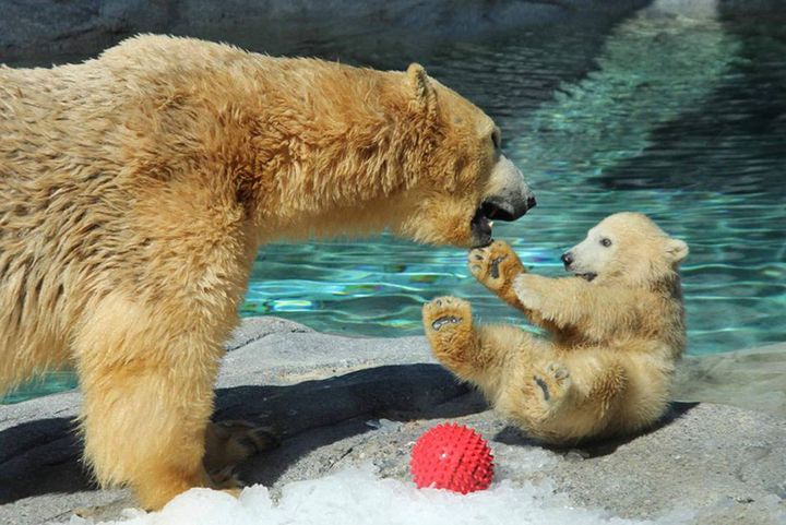 SeaWorld — Брисбен, Австралия