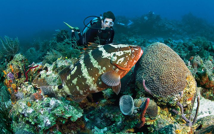 Diving — Кралендейк, Бонайре