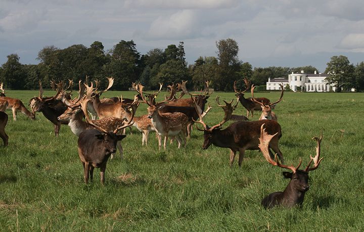 PhoenixPark — Дублин, Ирландия
