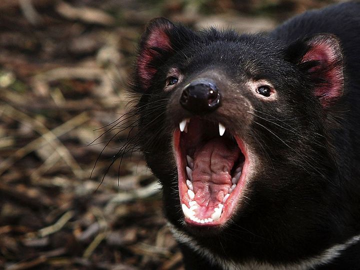 ObzorkaTasmanianDevil — Хобарт, Тасмания