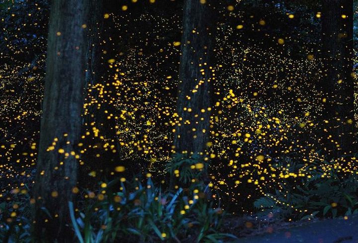 ObzorkaFirefliesRiver — Куала-Лумпур, Малайзия