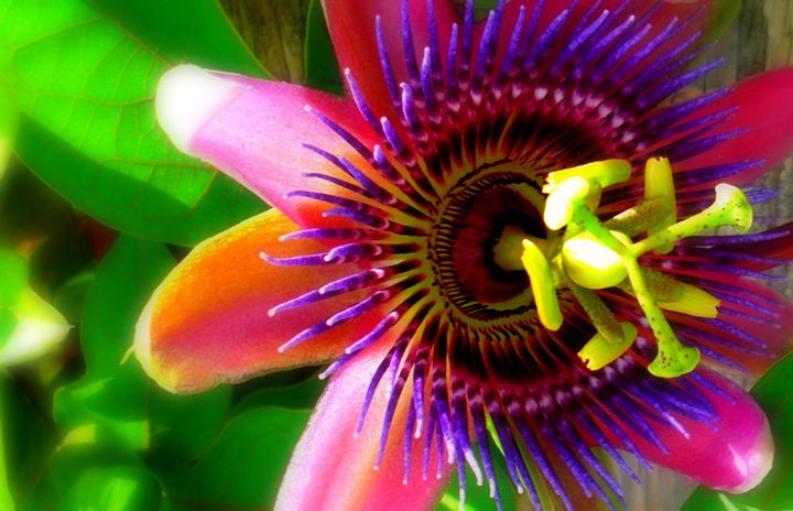 BotanicalGardens — Кингс Уорф, Бермудские о-ва