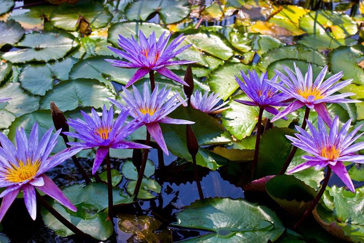 BotanicalGardens — Пуэрто-Вальярта, Мексика