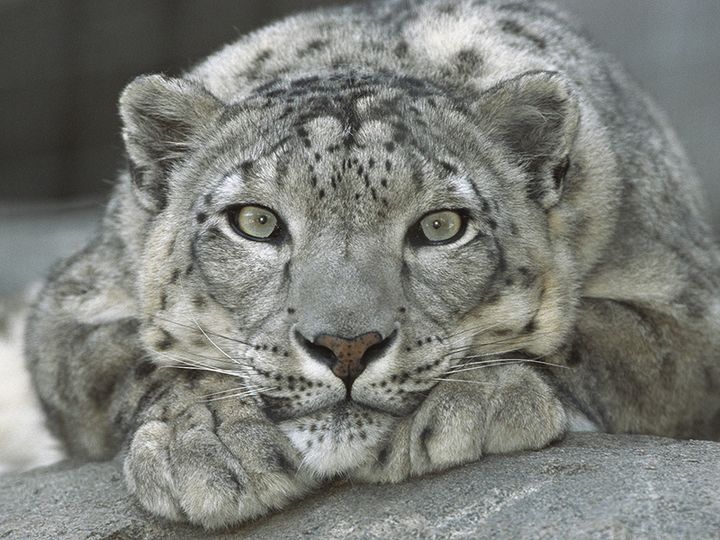 Zoo — Сан Диего, США