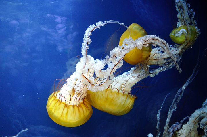 Aquarium — Сан-Франциско, Калифорния, США