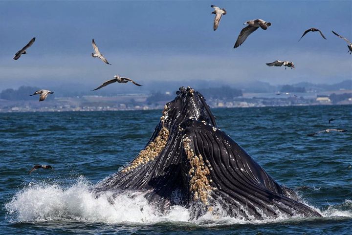 ObzorkaWhales — Сан-Франциско, Калифорния, США