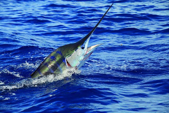 ObzorkaFishing — Кабо Сан Лукас, Мексика