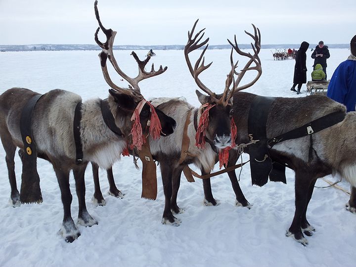 Reindeer — Хаммерфест, Норвегия