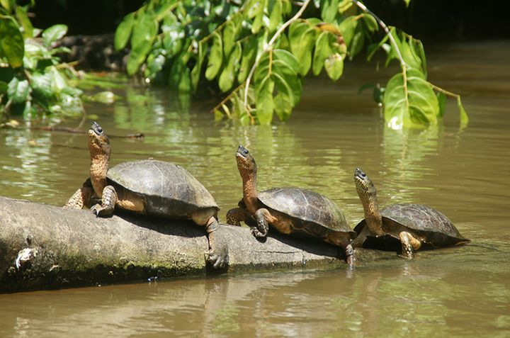 Tortuguero — Пуэрто Лемон, Коста-Рика
