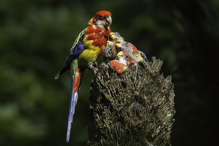 KaroriWildlifeSanctuary — Уиллингтон, Нов. Зеландия