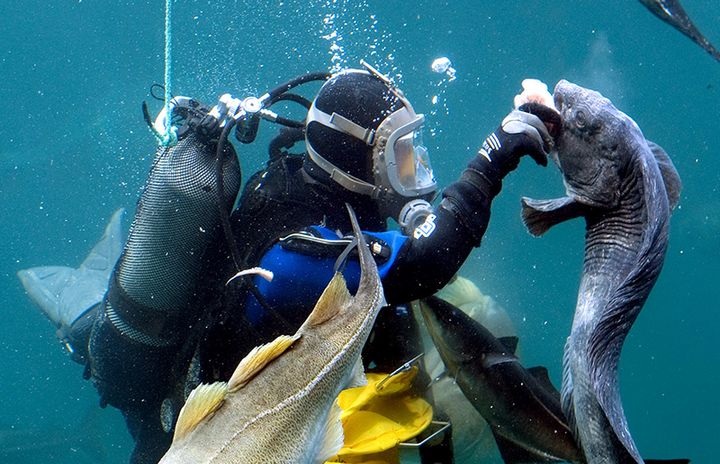 AtlanticOceanPark — Олесунн, Норвегия