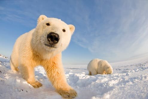 Круїзи на Аляску